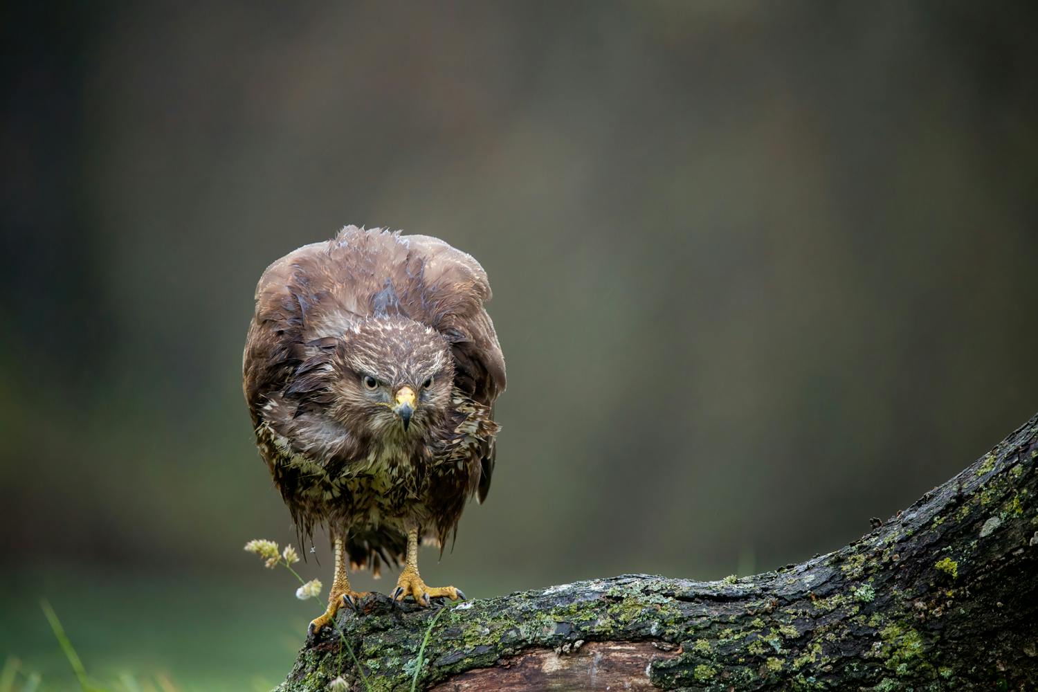 casper krohn 2956 Ormvråk på trädrot fotograferad från gömsle